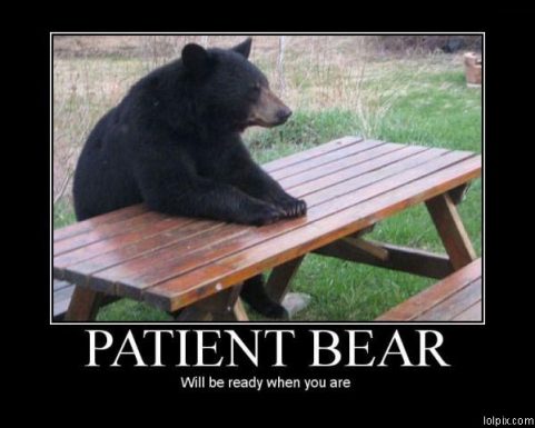 Patient bear